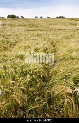 L'Allemagne, en Rhénanie du Nord-Westphalie, Luenen, Barley field Banque D'Images