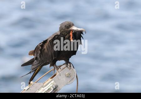 Océanie, îles Galapagos, Frégate superbe Fregata magnificens, perché, en face de l'eau Banque D'Images