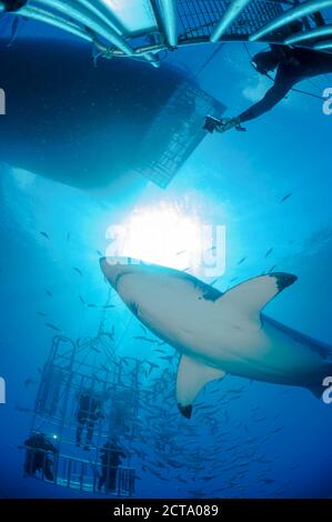 Le Mexique, Guadalupe, l'océan Pacifique, des plongeurs en photographiant des cages de requin requin blanc (Carcharodon carcharias Banque D'Images