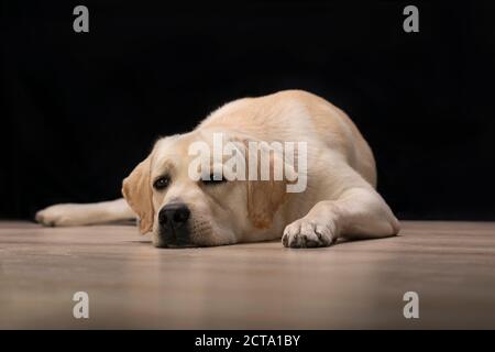 Le chien Labrador Retriever fatigué se trouve et regarde l'appareil photo allumé arrière-plan noir Banque D'Images