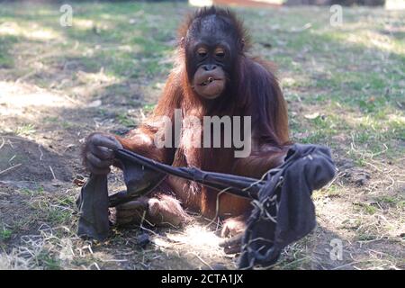 Jeune captif bornean orangutan (pongo pygmaeus) jouant Banque D'Images