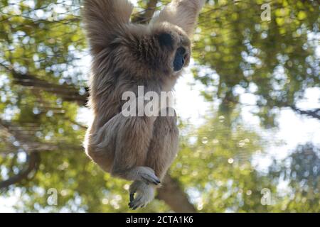 Gibbon lar captif (Hylobates lar), également connu sous le nom de gibbon pour les mains blanches, suspendu à une corde Banque D'Images