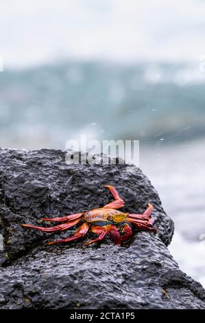 Océanie, îles Galapagos, Santa Cruz, red rock, crabe Grapsus grapsus, assis sur un rocher Banque D'Images