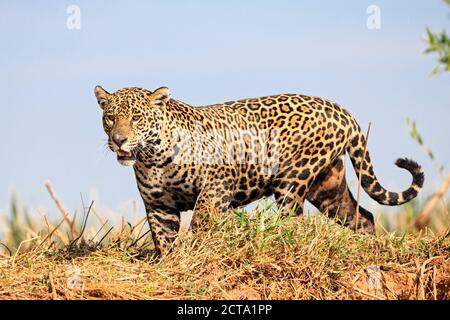 South America, Brasilia, Mato Grosso do Sul, Pantanal, Jaguar, Panthera onca Banque D'Images