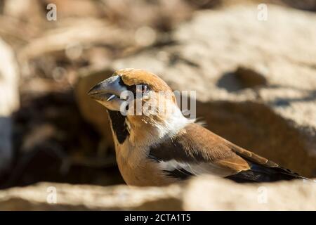 Allemagne, Hesse, Mauvais Soden-Allendorf Coccothraustes coccothraustes Hawfinch,, Banque D'Images
