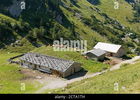 Allemagne, Bavière, Mangfall Montagnes, ferme de montagne avec des vaches Banque D'Images