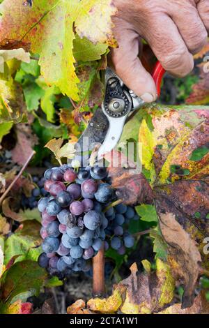 La Croatie, Peljesac, Ston, Dubrava, récolte du vin de cépage Plavac Mali Banque D'Images