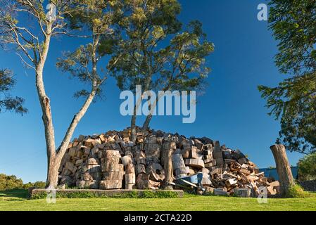 L'Australie, Nouvelle Galles du Sud, Dorrigo, tas de bois de feu sous les arbres Banque D'Images