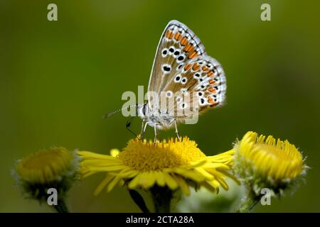 L'Allemagne, l'argus brun Aricia agestis, papillon, assis sur la Banque D'Images