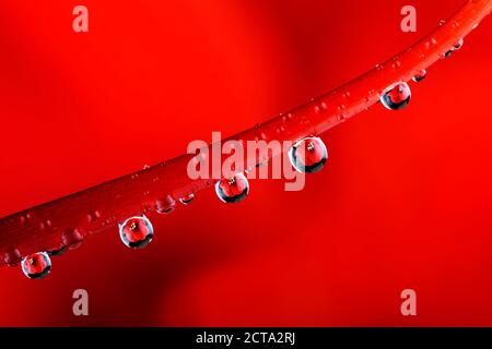 Gouttes d'eau avec reflet suspendu à la tige d'amaryllis rouge, Amaryllidaceae Banque D'Images