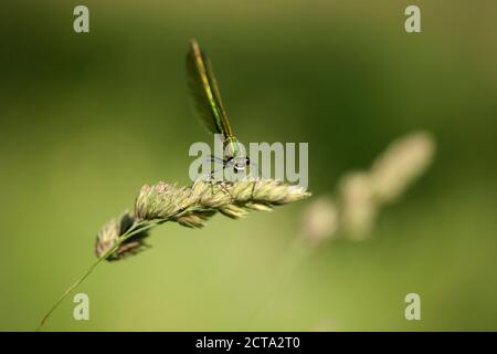 Demoiselle Calopteryx splendens, bagués, assis sur brin d'herbe en face de fond vert Banque D'Images