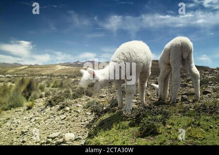 Pérou, Lima, Puno, Andes, bébé blanc deux lamas (Lama glama) Banque D'Images