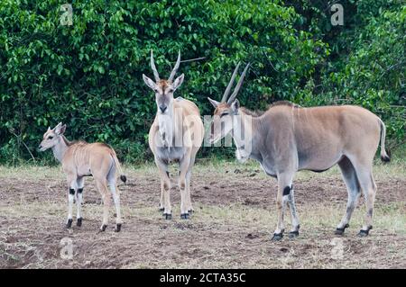 Afrique, Kenya, Masai Mara National Reserve, Groupe d'Antilopes Elands ou Éland du Cap (Taurotragus oryx) Banque D'Images