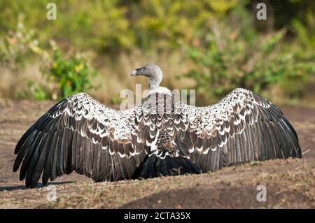 Afrique, Kenya, Masai Mara National Reserve, Rueppell's (Gyps rueppellii) avec ailes propagation Banque D'Images