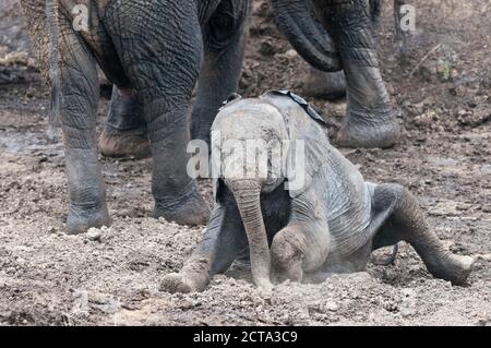 Afrique, Kenya, Masai Mara National Reserve, Bush Africain des éléphants, Loxodonta africana, les jeunes prenant un bain de boue Banque D'Images