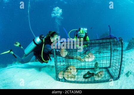 Océanie, Palaos, les plongeurs en regardant les Palaos, nautilusses belauensis dans Nautilus, piège à poisson dans l'Océan Pacifique Banque D'Images