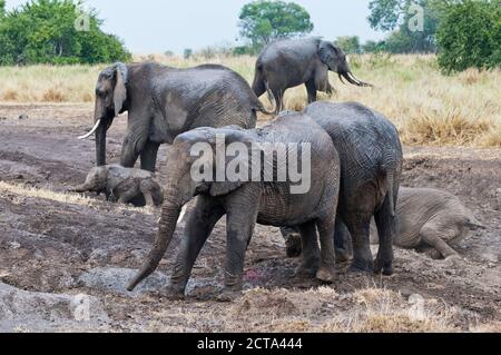 Afrique, Kenya, Masai Mara National Reserve, les éléphants d'Afrique, Loxodonta africana, des bains de boue du troupeau Banque D'Images