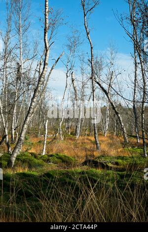 Allemagne, Baden Wuerttemberg, Villingen-Schwenningen, le birches à Schwenninger Moos Nature Reserve Banque D'Images