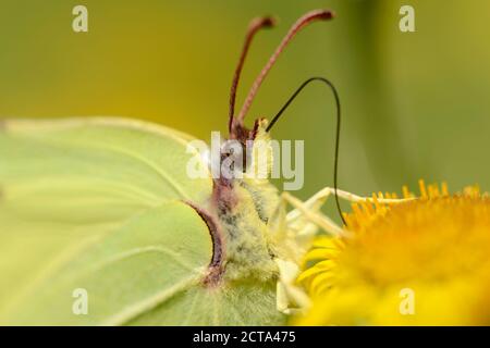 L'Angleterre, Brimstone, Gonepteryx rhamni, Portrait Banque D'Images