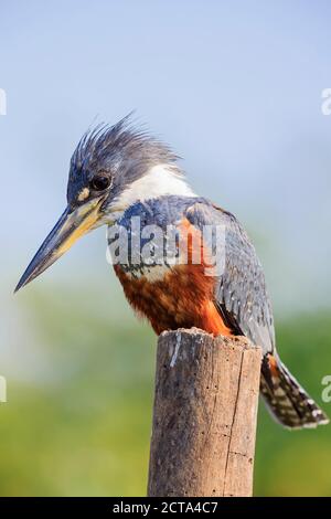 South America, Brasilia, Mato Grosso do Sul, Pantanal, Ringed Kingfisher, Megaceryle torquata Banque D'Images