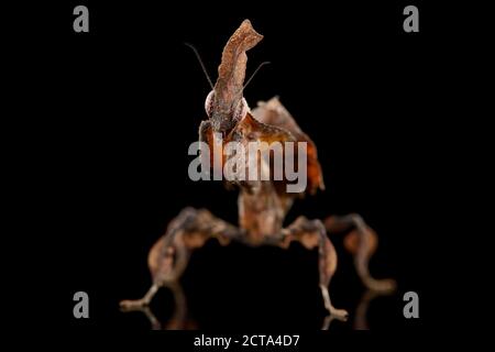 Mantis, Phyllocrania paradoxa Ghost, en face de fond noir Banque D'Images