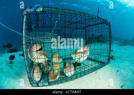 Océanie, Palaos Palaos, nautilusses belauensis, Nautilus, dans l'océan Pacifique dans un piège à poisson Banque D'Images
