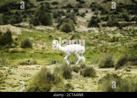 Pérou, Lima, Puno, Andes, white baby lama (Lama glama) en mouvement Banque D'Images