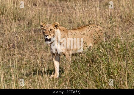 Afrique, Kenya, Réserve nationale de Maasai Mara, Lion Panthera leo, femme, debout dans de grandes herbes Banque D'Images