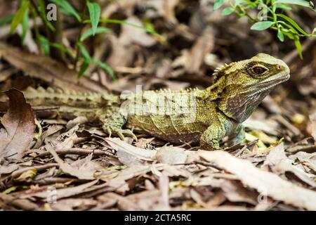 La NOUVELLE ZELANDE, Pukaha Mount Bruce National Wildlife Centre, Tuataras Banque D'Images