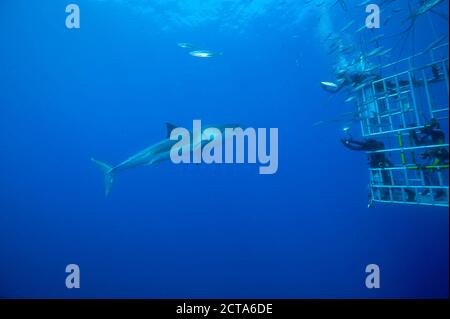 Le Mexique, Guadalupe, l'océan Pacifique, des plongeurs en photographiant shark cage grand requin blanc (Carcharodon carcharias Banque D'Images