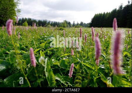 Germany, Bavaria, Parc National de la forêt bavaroise, Sankt Oswald-Riedlhuette, prairie avec Common Renouée bistorte (Polygonum bistorta) Banque D'Images