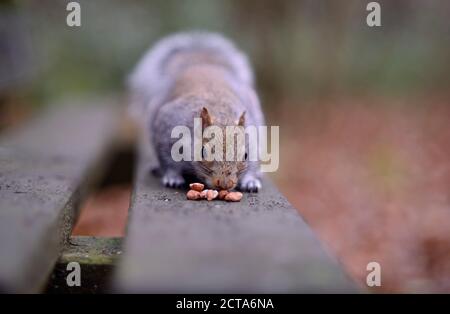 L'écureuil gris Sciurus carolinensis, banc en bois, sur l'essai d'arachides Banque D'Images