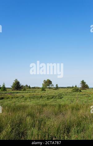 Belgique, Wallonie, Hautes Fagnes - Eifel Nature Park, hill moor Banque D'Images