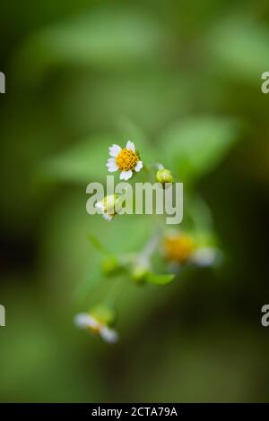 Galinsoga parviflora, close-up Galinsoga parviflora, close-up