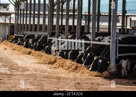 Vaches dans une étable sur une ferme laitière. Photographié en Israël Banque D'Images