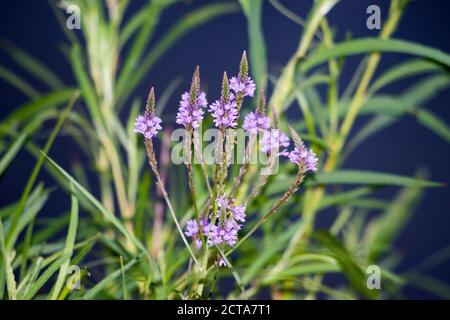 Verbain américain (Verbena hastata) Banque D'Images