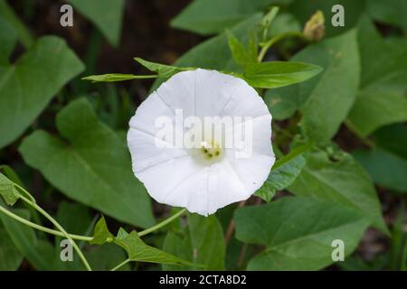 Calystegia sepium (liseron des champs de couverture) Banque D'Images