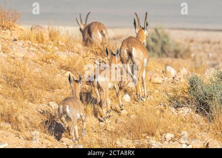 Un troupeau d'Ibex (Capra ibex nubiana) se demandant dans la ville. Photographié dans le désert du Néguev, Israël Banque D'Images