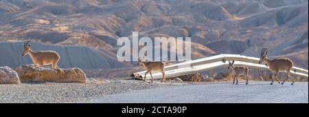 Un troupeau d'Ibex (Capra ibex nubiana) se demandant dans la ville. Photographié dans le désert du Néguev, Israël Banque D'Images