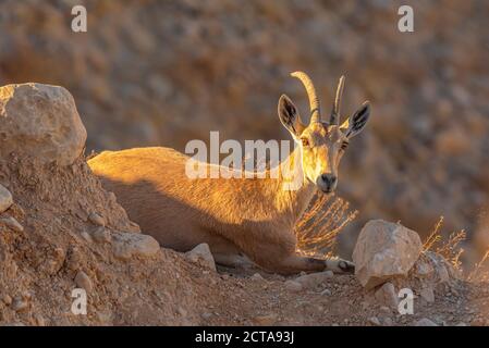 Un troupeau d'Ibex (Capra ibex nubiana) se demandant dans la ville. Photographié dans le désert du Néguev, Israël Banque D'Images