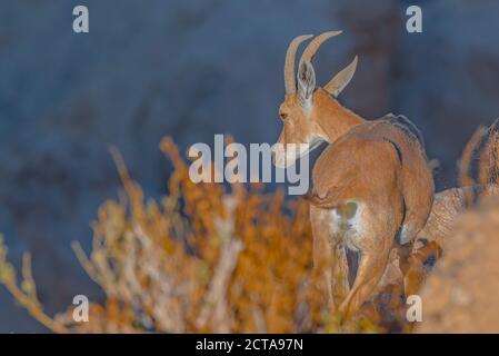 Un troupeau d'Ibex (Capra ibex nubiana) se demandant dans la ville. Photographié dans le désert du Néguev, Israël Banque D'Images