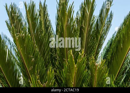 Feuilles de palmier sur fond de nature. Gros plan de la flore verte tropicale haut dans le ciel. Banque D'Images