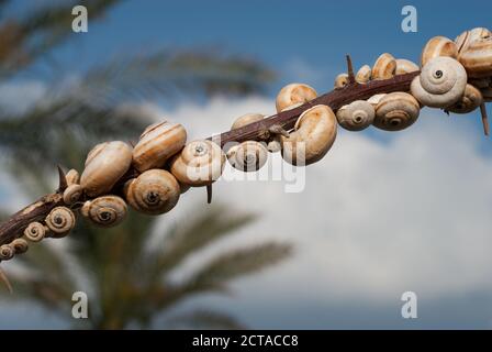 Beaucoup d'escargots décortiqués sur la branche sur le fond naturel du ciel bleu clair et des palmiers verts, à proximité. Banque D'Images