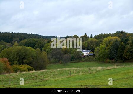 Paysage d'automne avec des arbres près de Daun, Eifel Banque D'Images