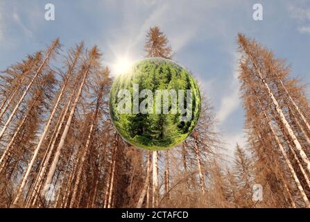 Dépérissement des forêts et concept de réchauffement de la planète. Une forêt verte saine à l'intérieur d'une boule de verre, entourée d'arbres morts en raison de la sécheresse et du coléoptère de l'écorce. Banque D'Images