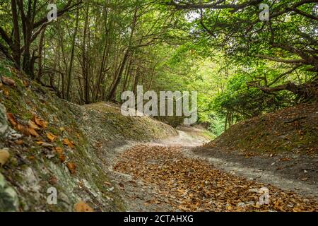 Vue sur la North Downs Way dans les collines de Surrey, une section du long chemin à travers les bois en septembre, Surrey, Royaume-Uni Banque D'Images