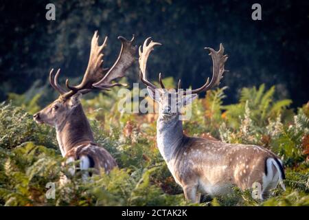 New Forest, Hampshire. 22 septembre 2020. Météo Royaume-Uni. Les Bucks de cerf de jachère s'empaissent près de Bolderwood dans le parc national de New Forest, lors d'une matinée de l'équinoxe d'automne. Credit Stuart Martin/Alamy Live News Banque D'Images