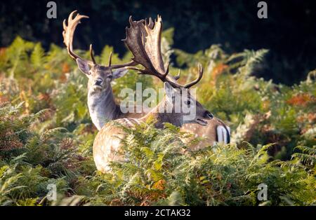 New Forest, Hampshire. 22 septembre 2020. Météo Royaume-Uni. Les Bucks de cerf de jachère s'empaissent près de Bolderwood dans le parc national de New Forest, lors d'une matinée de l'équinoxe d'automne. Credit Stuart Martin/Alamy Live News Banque D'Images