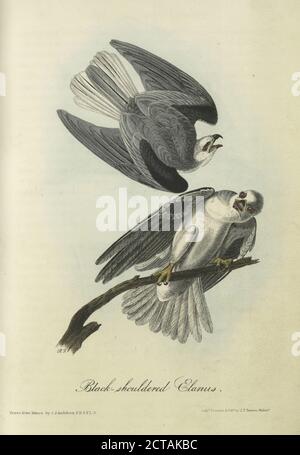 Elanus à épaulettes noires, image fixe, estampes, 1840, Audubon, John James, 1785-1851 Banque D'Images