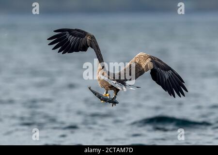 REKDAL, NORVÈGE - 2019 avril. Aigle Whitetaile dans l'air avec du poisson. Banque D'Images